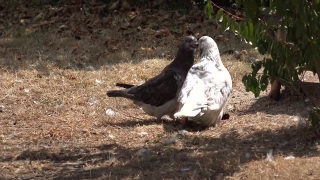 Free No Copyright Clips, Dove, Bird, Wildlife, Beak, Feather