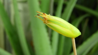 Free No Copyright Countdown Video, Leafhopper, Insect, Plant, Arthropod, Garden