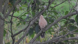 Free No Copyright Film Footage, Dove, Bird, Tree, Branch, Wildlife