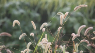 Free No Copyright Football Videos, Plant, Rattlesnake Master, Herb, Common Teasel, Perennial