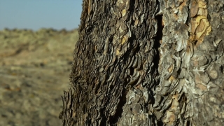 Free No Copyright Motion Background, Tree, Woody Plant, Wood, Bark, Hickory