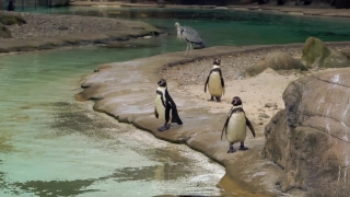 Free No Copyright Stock Video, King Penguin, Penguin, Seabird, Bird, Water