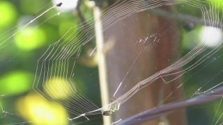 Free Old Stock Video, Spider Web, Web, Trap, Cobweb, Spider