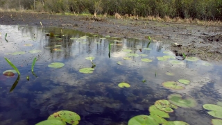 Free Paris Stock Video, Swamp, Aquatic, Forest, Wetland, Water