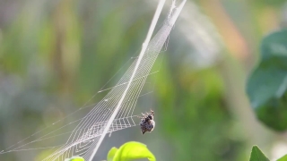 Free Particles Footage, Insect, Dragonfly, Spider Web, Web, Arthropod