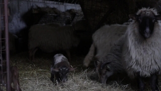 Free Premiere Pro Stock Video, Swine, Warthog, Livestock, Ungulate, Farm