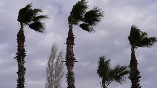 Free Professional Video Backgrounds, Yucca, Tree, Woody Plant, Palm, Coconut