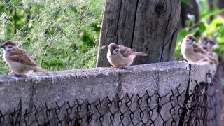 Free Scientist Stock Footage, Sparrow, Bird, Wildlife, Vertebrate, Beak