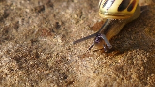 Free Space Video Footage, Snail, Gastropod, Mollusk, Invertebrate, Animal