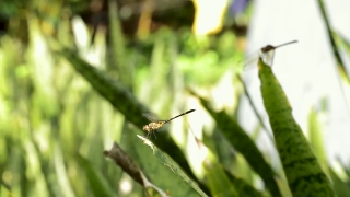 Free Stars Stock Video, Insect, Grasshopper, Arthropod, Leaf, Plant