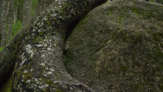 Free Stock Background Video, Megalith, Tree, Memorial, Structure, Hole