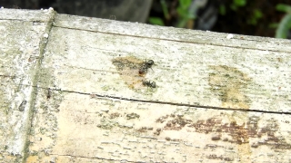 Free Stock Footage, Ant, Wall, Old, Insect, Weathered