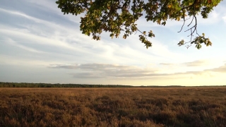 Free Stock Footage Effects, Rural, Field, Landscape, Meadow, Grass