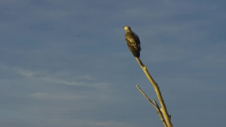 Free Stock Footage, Falcon, Hawk, Bird, Kite, Bird Of Prey