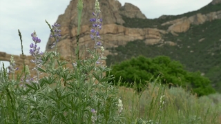 Free Stock Footage Film, Vascular Plant, Plant, Landscape, Herb, Tree