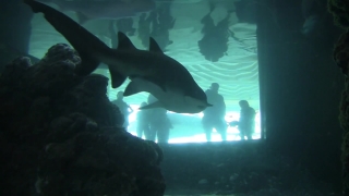 Free Stock Footage For Music Videos, Tiger Shark, Shark, Hammerhead, Fish, Underwater