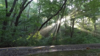 Free Stock Footage Hd, Tree, Woody Plant, Forest, Landscape, River