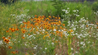 Free Stock Footage, Herb, Vascular Plant, Dill, Plant, Flower