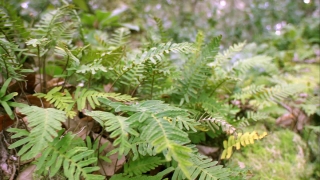 Free Stock Footage No Watermark, Fern, Plant, Forest, Tree, Leaf