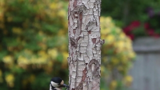 Free Stock Footage No Watermark Reddit, Tree, Birch, Woody Plant, Forest, Silver Tree