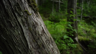 Free Stock Footage, Tree, Woody Plant, Forest, Hole, Wood