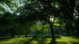 Free  Stock Footage, Tree, Woody Plant, Vascular Plant, Forest, Landscape