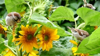 Free Stock Video Footage No Copyright, Sunflower, Plant, Flower, Yellow, Field