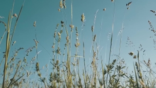 Free Stock Video Library, Wheat, Cereal, Plant, Tree, Sky