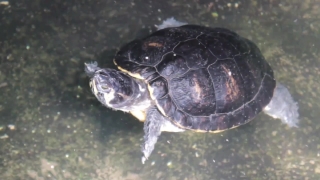 Free Stock Video Price, Mud Turtle, Turtle, Reptile, Terrapin, Shell