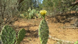 Free Stock Videos With Sound Download, Cactus, Plant, Desert, Tree, Landscape