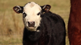 Free Stockfootageforfree, Calf, Cow, Young Mammal, Cattle, Young