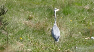 Free Super 8 Footage, Wading Bird, Bird, Aquatic Bird, Heron, Little Blue Heron