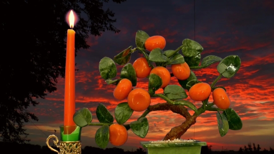 Free Taj Mahal No Copyright Video, Citrus, Orange, Fruit, Mandarin, Tangerine