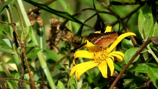 Free Taj Mahal Stock Video, Sunflower, Herb, Plant, Vascular Plant, Flower