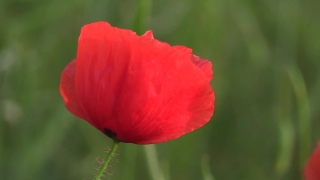 Free Transparent Stock Video, Poppy, Flower, Angiosperm, Spermatophyte, Garden