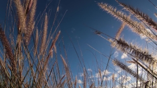 Free Tunetank No Copyright, Wheat, Sky, Reed, Cereal, Tree