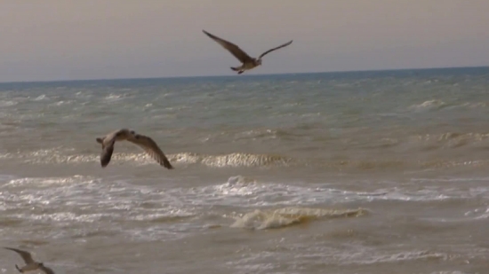 Free Tv Stock Footage, Albatross, Bird, Seabird, Flying, Aquatic Bird