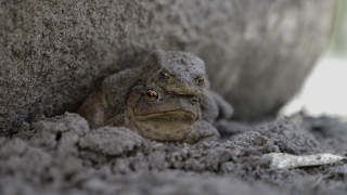 Free Valorant Stock Footage, Crocodile, Reptile, Wildlife, Lizard, Wild