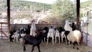 Free Video Background Download, Ranch, Livestock, Farm, Animal, Field