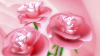 Free Video Background Footage, Pink, Flower, Rose, Petal, Flowers