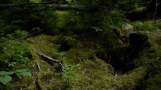 Free Video Background Loops Hd, Forest, Tree, River, Water, Landscape