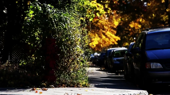 Free Video Backgrounds For Filming, Road, Car, Tree, Trees, Windshield