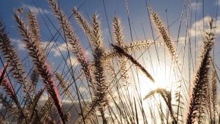 Free Video Backgrounds For Websites, Wheat, Cereal, Field, Agriculture, Harvest