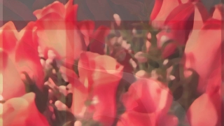 Free Video Clip Library, Shrub, Flower, Rose, Plant, Petal