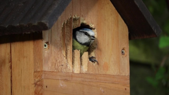 Free  Video Clips, Chickadee, Titmouse, Bird, Wildlife, Wild