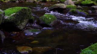 Free Video Download Without Copyright, River, Stream, Waterfall, Water, Forest