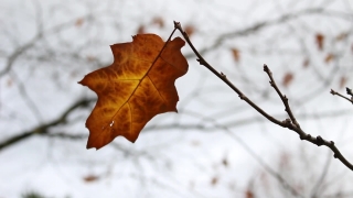 Free Video Loop Website, Conch, Gastropod, Mollusk, Invertebrate, Autumn