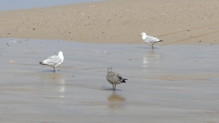 Free Video Loops Background, Red-backed Sandpiper, Shorebird, Gull, Sandpiper, Bird