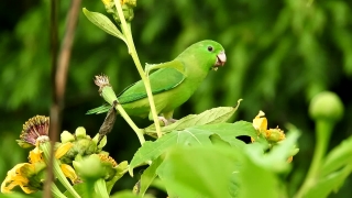 Free Video Loops For Intros, Grasshopper, Insect, Arthropod, Leaf, Garden