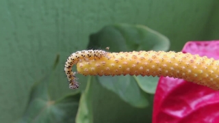 Free Video Motion Background, Larva, Animal, Organism, Insect, Pupa